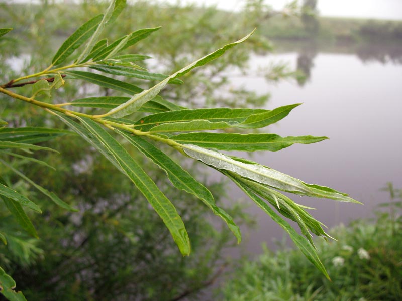 Изображение особи Salix viminalis.