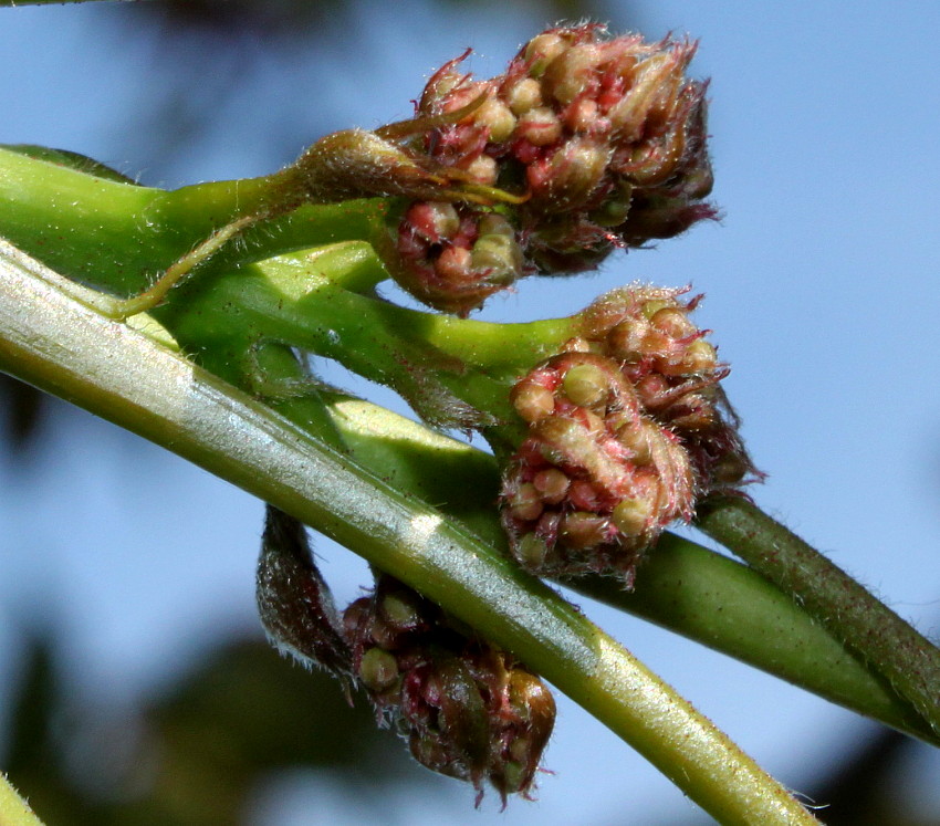 Image of Ailanthus altissima specimen.