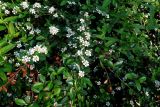 Cotoneaster dammeri