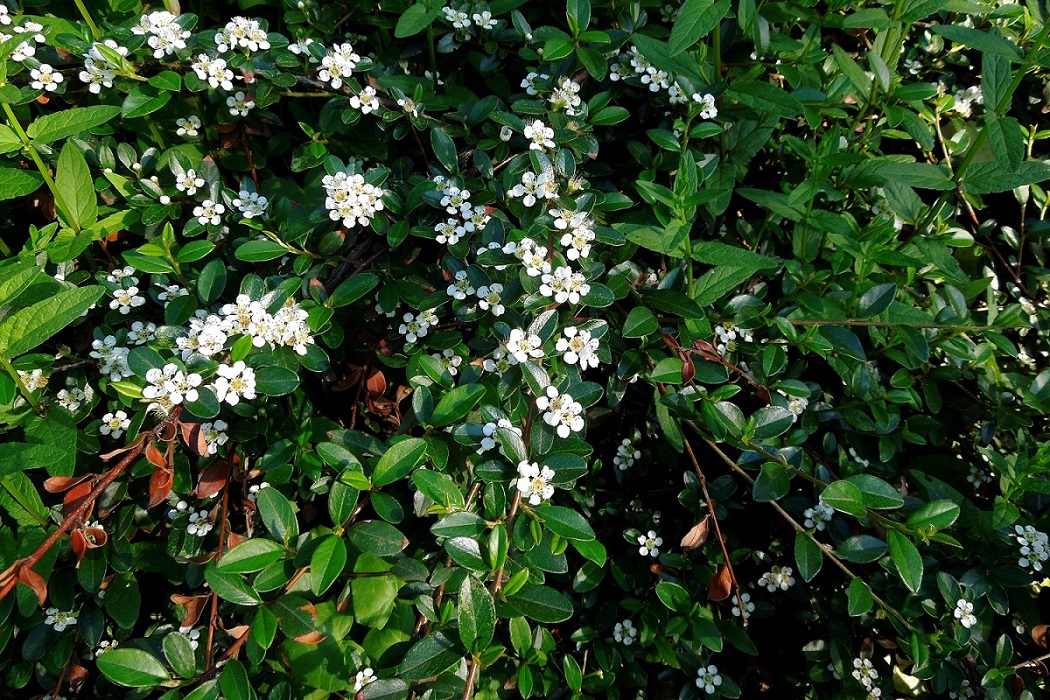 Image of Cotoneaster dammeri specimen.
