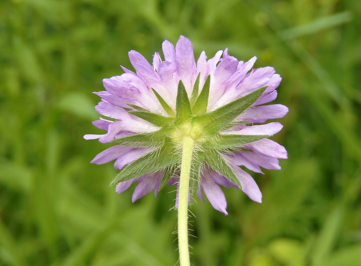 Image of Knautia arvensis specimen.