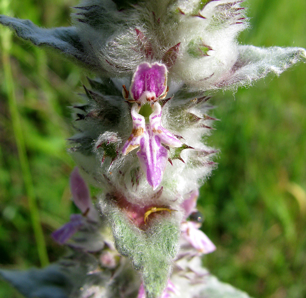 Изображение особи Stachys velata.