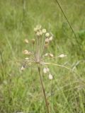 Allium paczoskianum