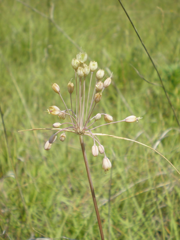 Image of Allium paczoskianum specimen.