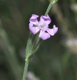 Silene gallinyi