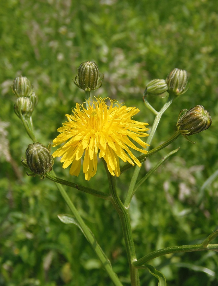 Изображение особи Crepis biennis.