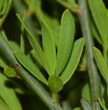 Osyris alba