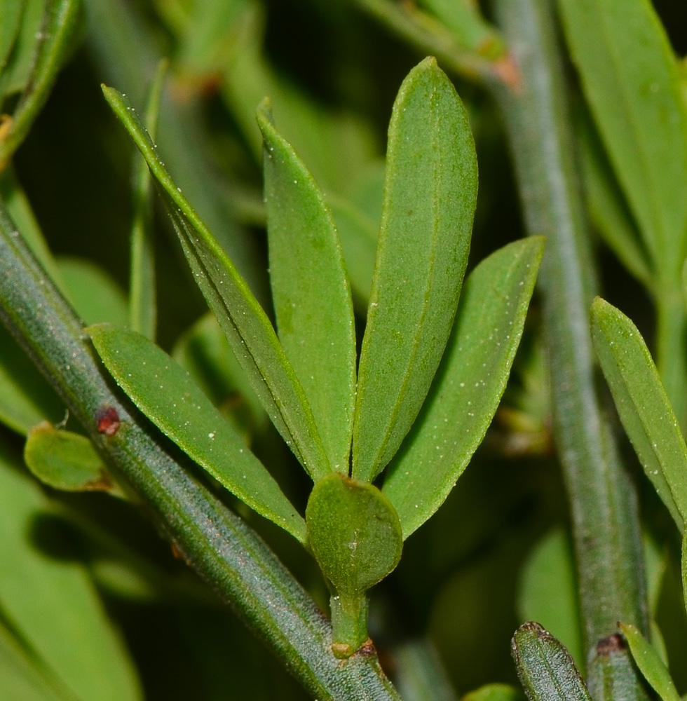 Image of Osyris alba specimen.