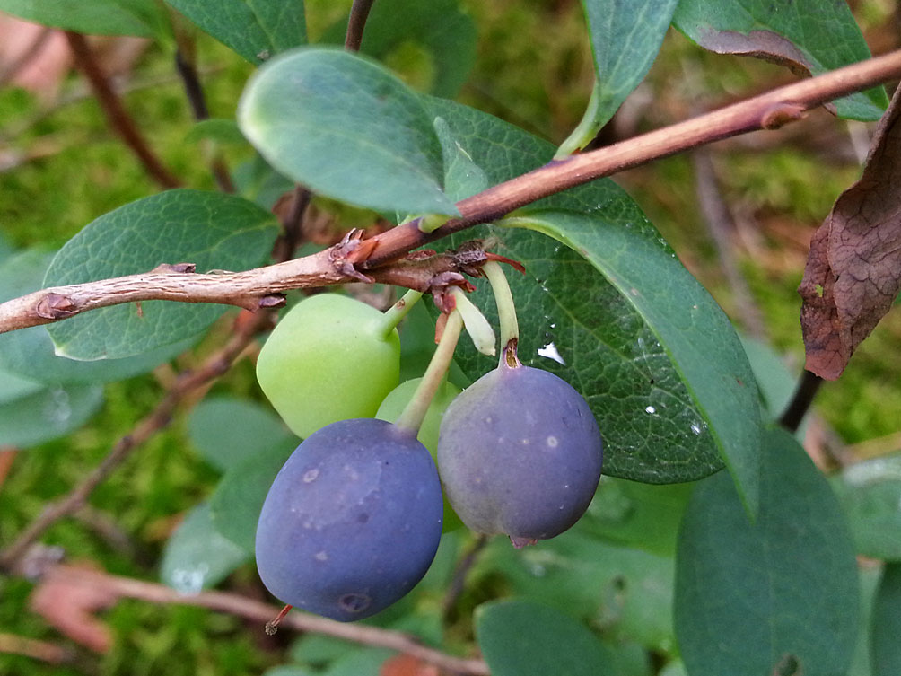 Image of Vaccinium uliginosum specimen.