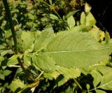 Dipsacus strigosus