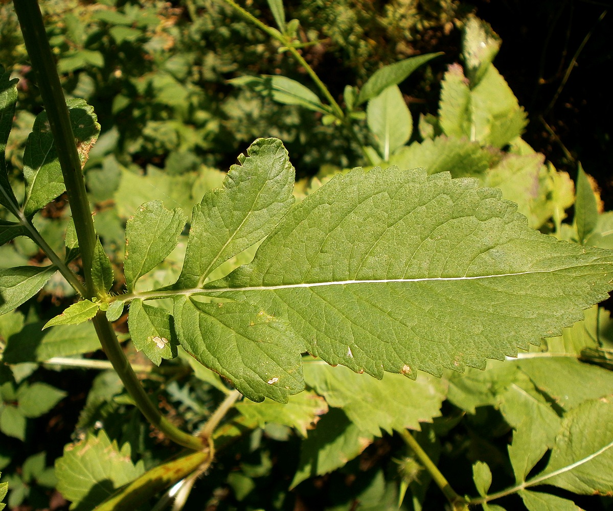 Image of Dipsacus strigosus specimen.