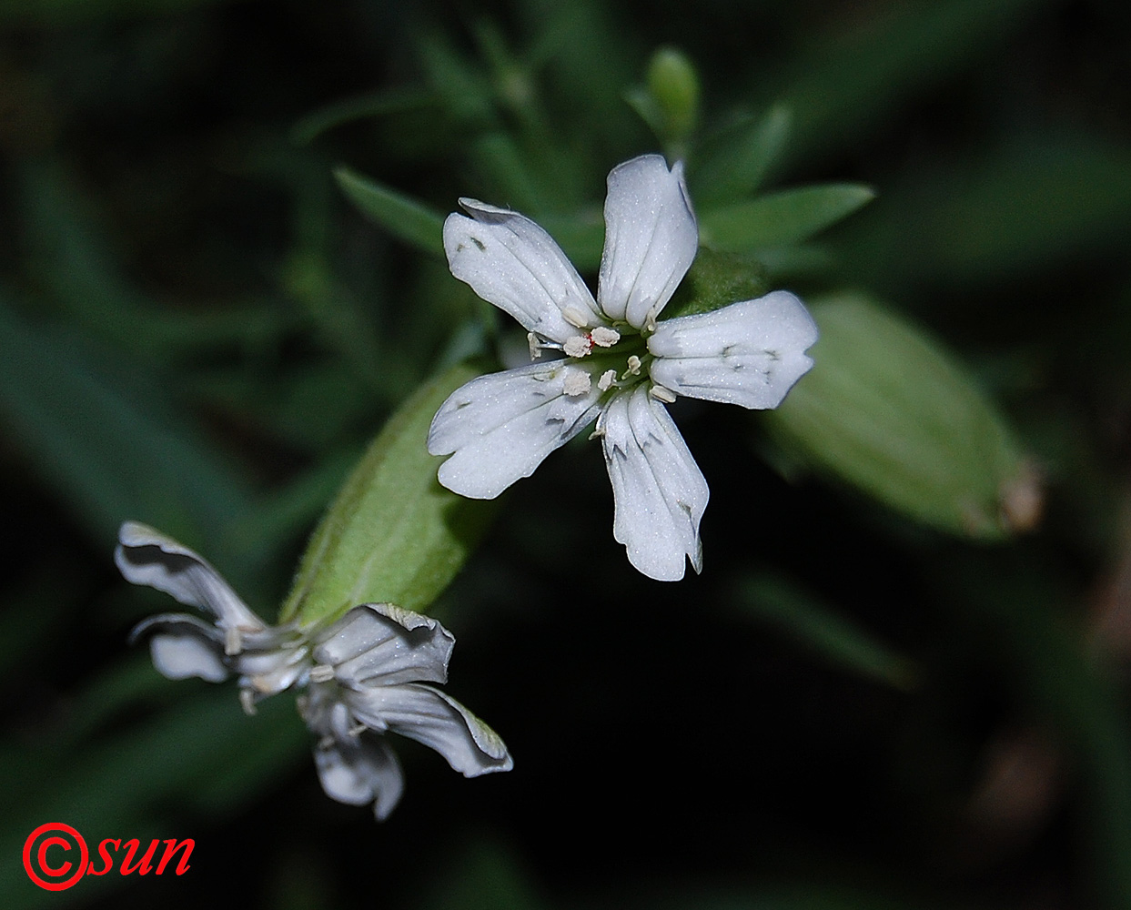 Изображение особи Oberna procumbens.