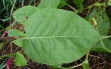 Persicaria orientalis