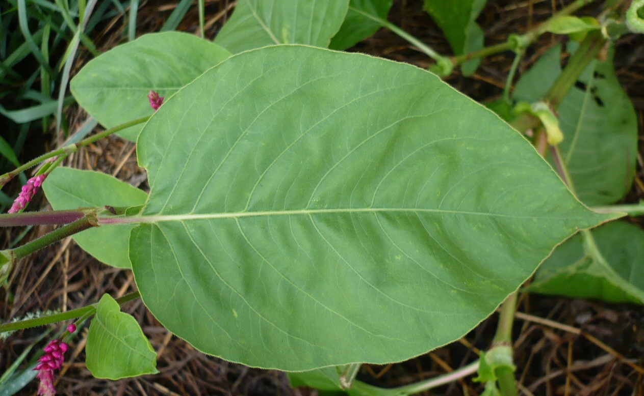 Image of Persicaria orientalis specimen.