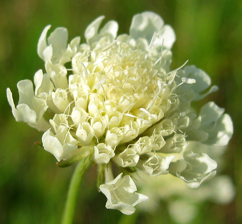 Image of Scabiosa ochroleuca specimen.