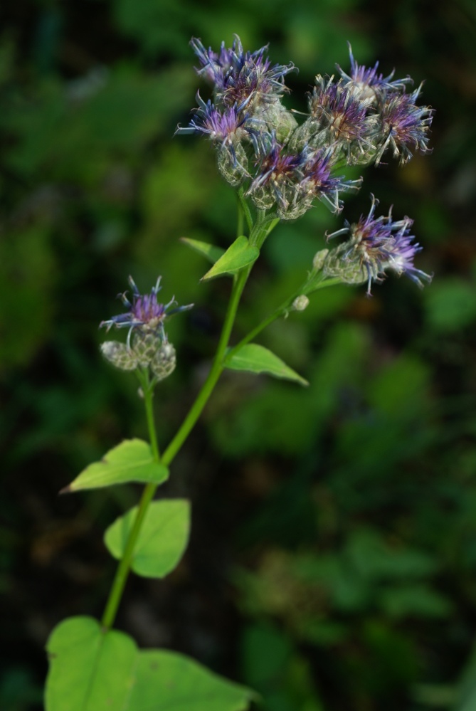 Image of Saussurea petiolata specimen.