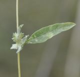 Atriplex patula