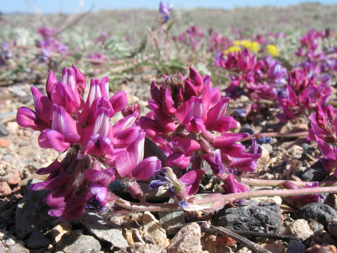 Image of Oxytropis floribunda specimen.