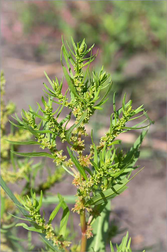 Изображение особи Rumex maritimus.