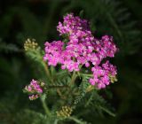 Achillea millefolium. Соцветие (садовая форма). Московская обл., Раменский р-н, окр. дер. Хрипань, садовый участок. 28.07.2014.