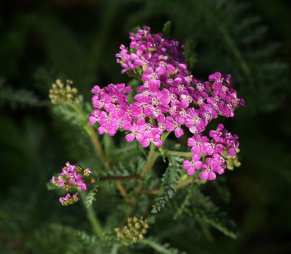 Изображение особи Achillea millefolium.