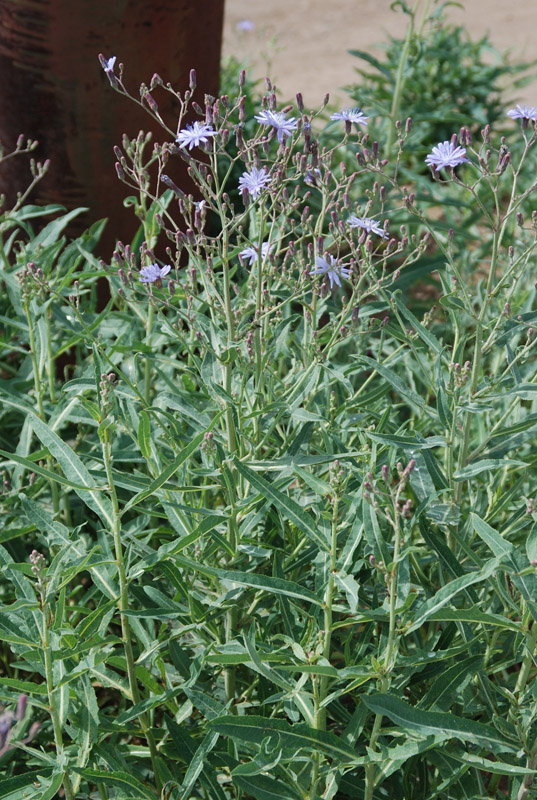 Image of Lactuca tatarica specimen.