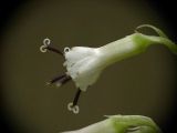 Image of taxon representative. Author is Борис Большаков