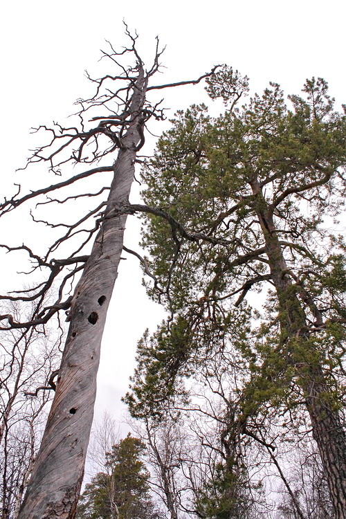 Image of Pinus friesiana specimen.