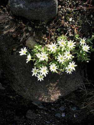 Image of Stellaria eschscholtziana specimen.