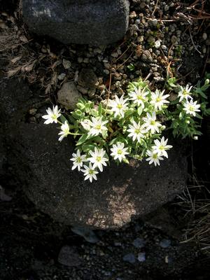 Изображение особи Stellaria eschscholtziana.