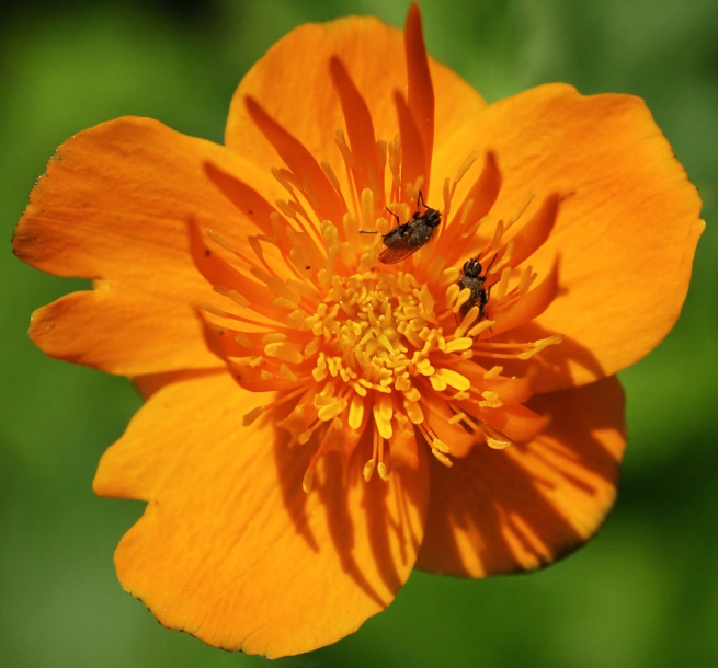 Image of Trollius macropetalus specimen.