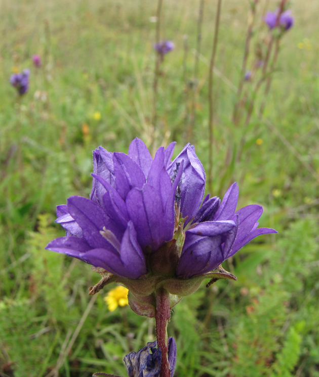 Image of Campanula farinosa specimen.