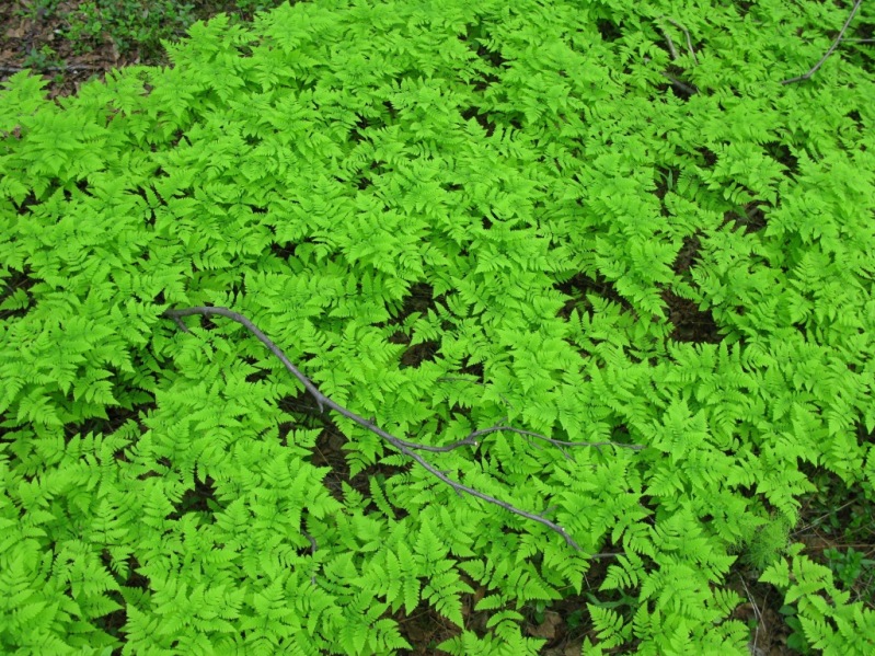 Изображение особи Gymnocarpium dryopteris.