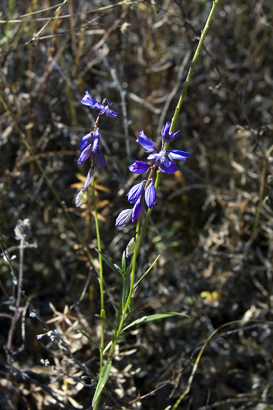 Image of Polygala comosa specimen.