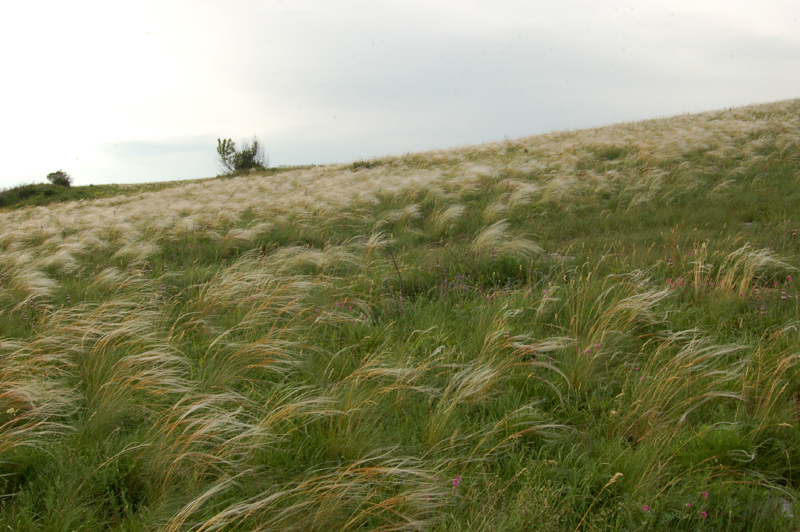 Image of Stipa pennata specimen.