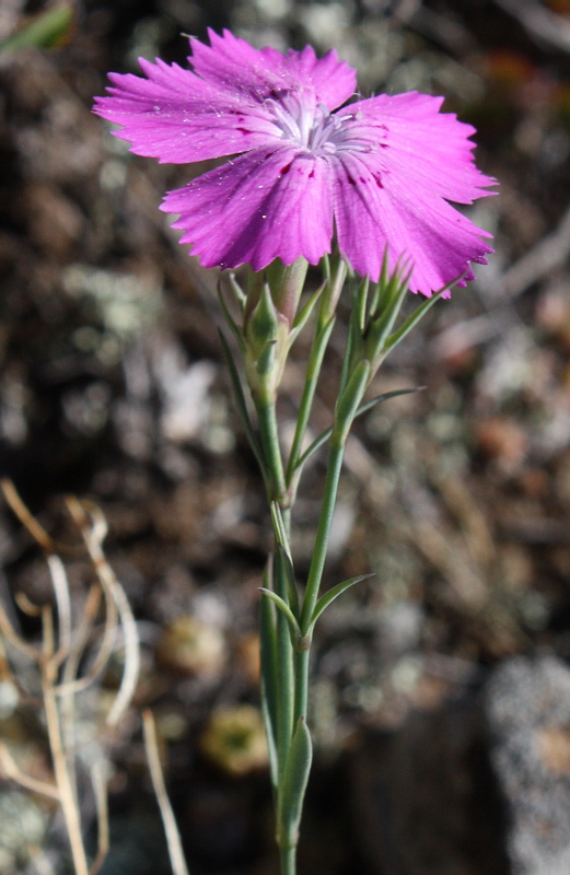 Изображение особи Dianthus versicolor.