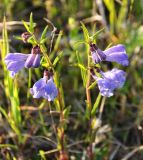 Scutellaria ikonnikovii