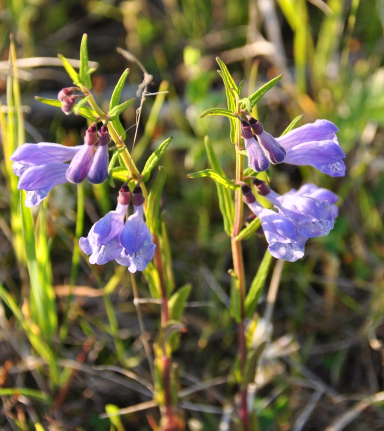 Изображение особи Scutellaria ikonnikovii.