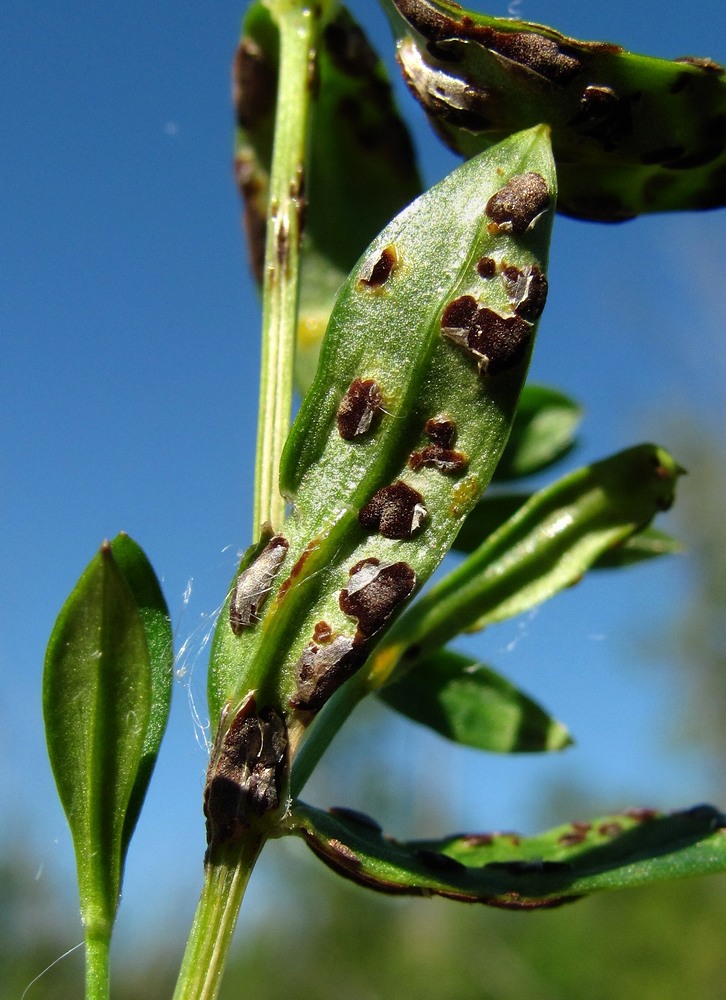 Image of Stellaria graminea specimen.