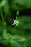 Stellaria alsine