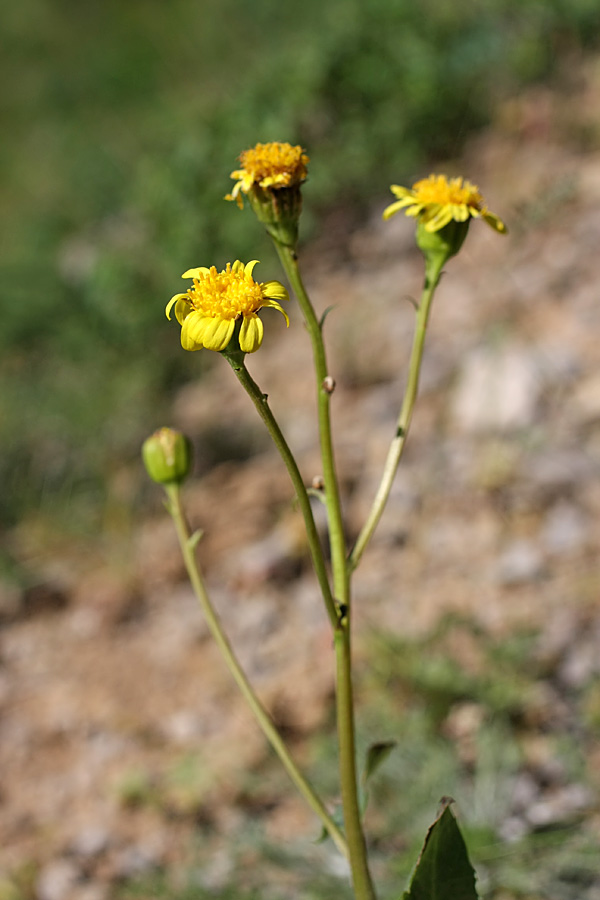 Изображение особи Ligularia karataviensis.