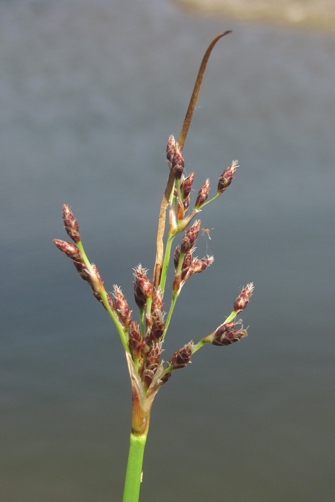 Изображение особи Schoenoplectus litoralis.