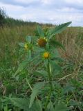 Bidens tripartita