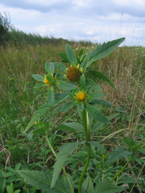 Изображение особи Bidens tripartita.