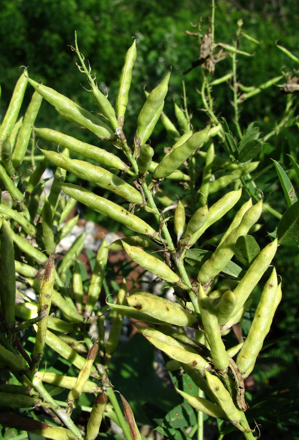 Изображение особи Galega officinalis.