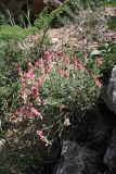 Hedysarum sewerzowii. Цветущее растение. Южный Казахстан, горы Алатау (Даубаба), Западное ущелье. 19.05.2014.