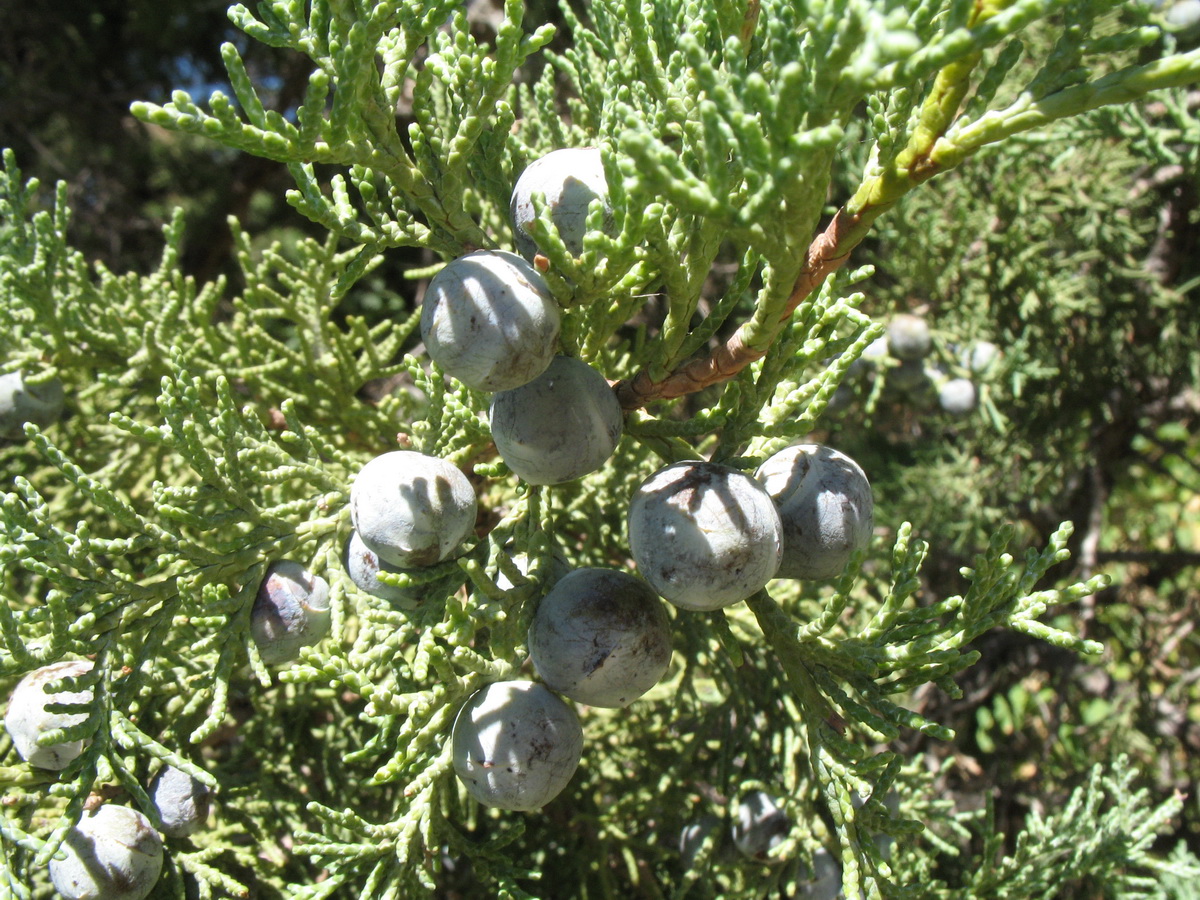 Изображение особи Juniperus seravschanica.