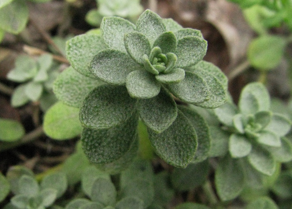 Image of Odontarrhena obovata specimen.