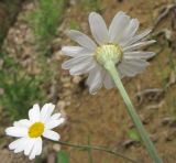 Pyrethrum poteriifolium. Верхушки побегов с соцветиями. Краснодарский край, Абинский р-н, окр. станицы Эриванская, тенистый дубово-грабово-буковый лес в щели Жаданова. 30.05.2015.