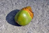 Cocos nucifera. Опавший молодой плод (длина около 5 см). Андаманские острова, остров Хейвлок, песчаный пляж. 31.12.2014.